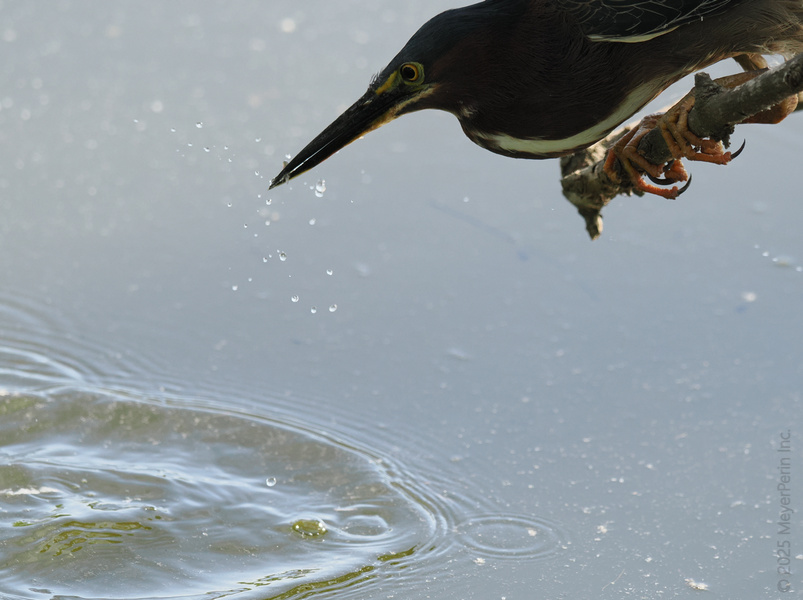 Ready, set, splash! This Green Heron knows patience is key—especially when lunch is just one ripple away. Ready, set, splash! This Green Heron knows patience is key—especially when lunch is just one ripple away.