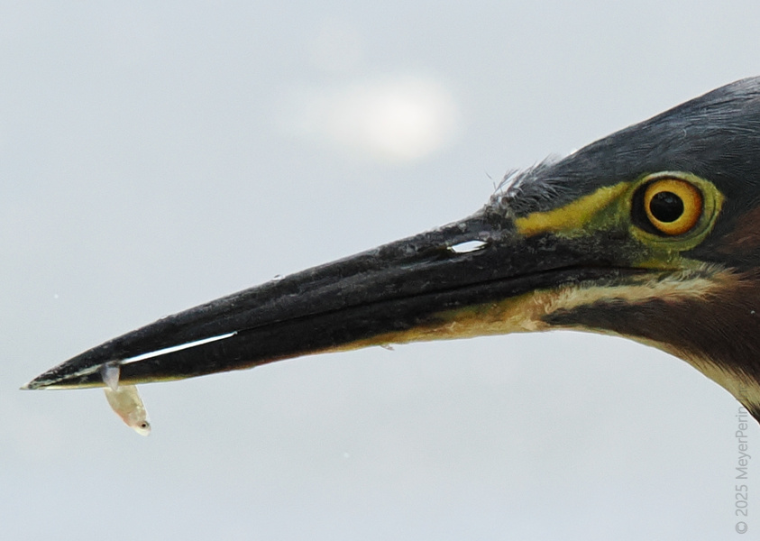 Blink and you’ll miss it—this Green Heron’s lunch is barely a snack! Proof that sometimes, you have to fish for the little wins. Blink and you’ll miss it—this Green Heron’s lunch is barely a snack! Proof that sometimes, you have to fish for the little wins.
