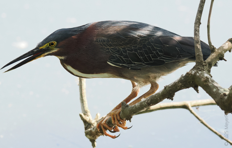 Spotted: a Green Heron practicing its patience game. This branch better watch out—he’s sharpening that stare for his next fishing tale! Spotted: a Green Heron practicing its patience game. This branch better watch out—he’s sharpening that stare for his next fishing tale!