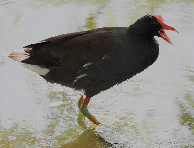 Heard it from the moorhen: rainy days are for bold statements and even bolder beaks. Who says you can't stand out and stay dry? Heard it from the moorhen: rainy days are for bold statements and even bolder beaks. Who says you can't stand out and stay dry?