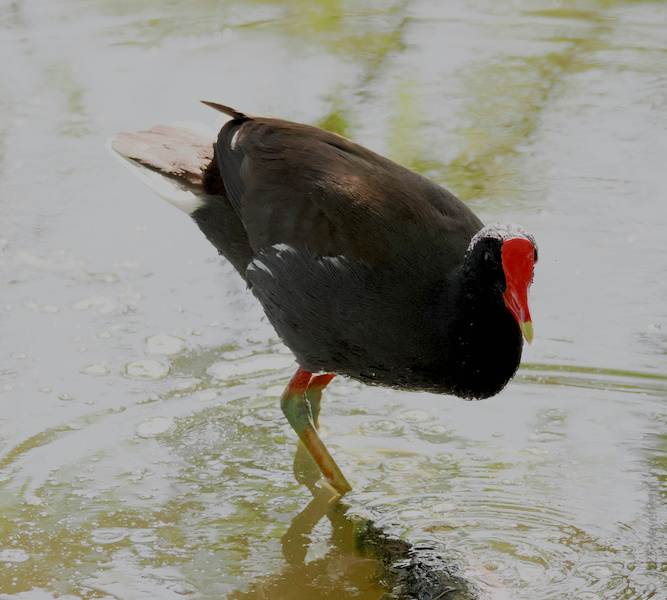Did someone order a feathered fashion icon? This moorhen is strutting through the wetlands, proving you can make a splash without ruffling a single feather. Did someone order a feathered fashion icon? This moorhen is strutting through the wetlands, proving you can make a splash without ruffling a single feather.