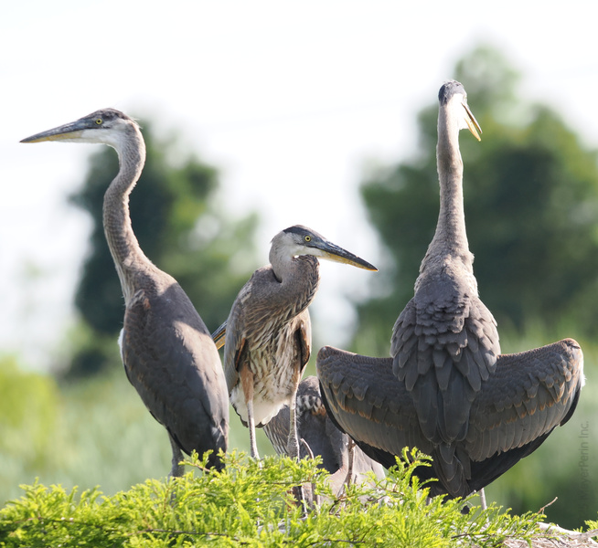 Striking a pose isn't just for humans—these Great Blue Herons are redefining runway chic in the wetlands. Who wore the feathers best? Striking a pose isn't just for humans—these Great Blue Herons are redefining runway chic in the wetlands. Who wore the feathers best?