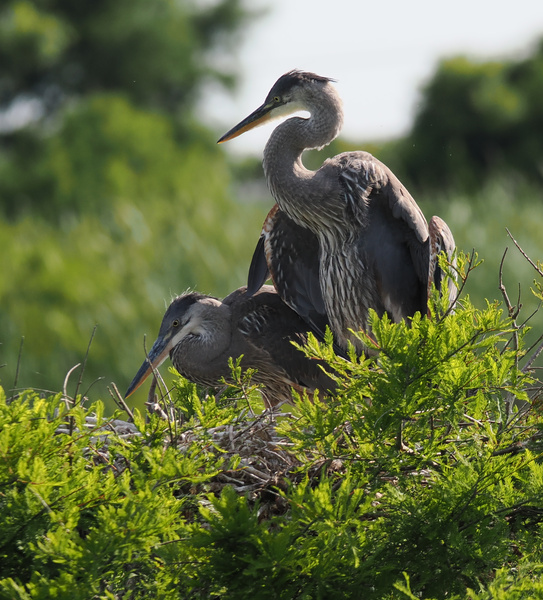 Who said family time is just for humans? These Great Blue Herons are proving that the nest is where the real magic happens—no Wi-Fi required. Who said family time is just for humans? These Great Blue Herons are proving that the nest is where the real magic happens—no Wi-Fi required.