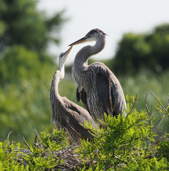Herons know: sometimes all you need is a little nuzzle to make the nest feel like home. Who else is feeling the love? Herons know: sometimes all you need is a little nuzzle to make the nest feel like home. Who else is feeling the love?