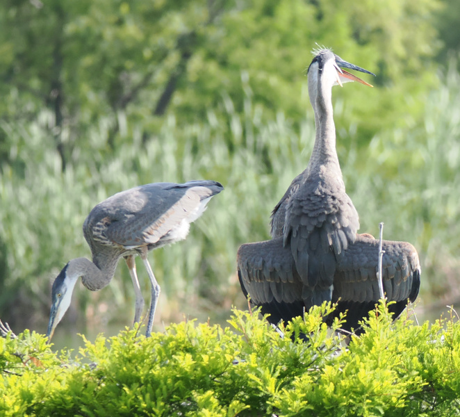 When you’re trying to discuss life goals but your friend’s just here for the snacks. Great Blue Herons: masters of multitasking (and bird gossip). When you’re trying to discuss life goals but your friend’s just here for the snacks. Great Blue Herons: masters of multitasking (and bird gossip).