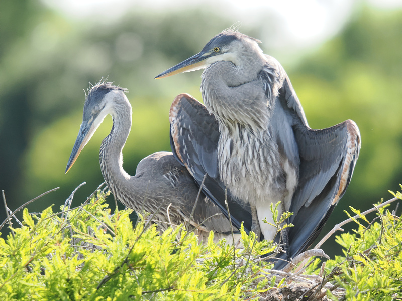Strike a pose—these great blue herons know how to work their angles. Some say it's sunbathing, others call it a runway moment. We'll let you decide. Strike a pose—these great blue herons know how to work their angles. Some say it's sunbathing, others call it a runway moment. We'll let you decide.