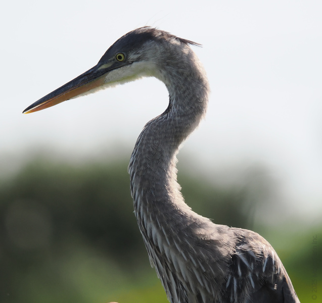 Ever wish you had the grace of a great blue heron? Stand tall, keep your head high, and let the world marvel at your style—no wading required. Ever wish you had the grace of a great blue heron? Stand tall, keep your head high, and let the world marvel at your style—no wading required.