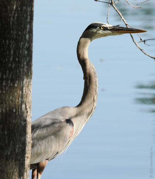 Blink and you’ll miss it—this great blue heron’s got the patience of a saint and the neck of a champion. Still waters, fierce focus. Blink and you’ll miss it—this great blue heron’s got the patience of a saint and the neck of a champion. Still waters, fierce focus.
