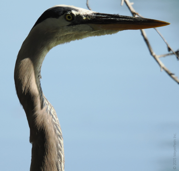 Talk about having a long neck for the spotlight! The Great Blue Heron always knows how to strike a pose and steal the show by the water’s edge. Talk about having a long neck for the spotlight! The Great Blue Heron always knows how to strike a pose and steal the show by the water’s edge.
