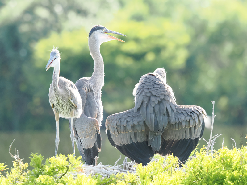 When your Great Blue Heron family says “act natural” but you’ve been practicing your wing pose all week. Because family photos deserve a little drama. When your Great Blue Heron family says “act natural” but you’ve been practicing your wing pose all week. Because family photos deserve a little drama.