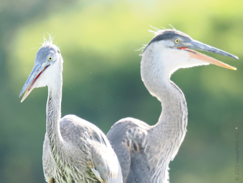 Did someone say “strike a pose”? These great blue herons are taking “bird watching” to a whole new level—serving looks and serious neck game. Did someone say “strike a pose”? These great blue herons are taking “bird watching” to a whole new level—serving looks and serious neck game.