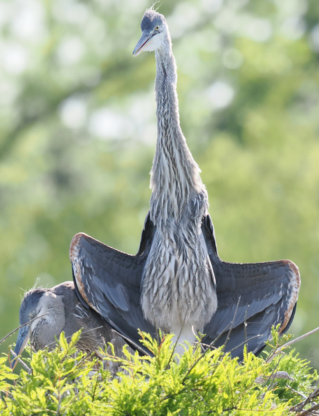 When you’re the Great Blue Heron and the runway calls, you strike a pose and let those wings do the talking. This is how you air-dry in style. When you’re the Great Blue Heron and the runway calls, you strike a pose and let those wings do the talking. This is how you air-dry in style.