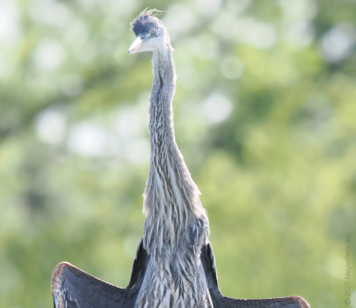 Did someone say runway ready? This great blue heron is flaunting its wet-look feathers—nature’s answer to high fashion (and bad hair days). Did someone say runway ready? This great blue heron is flaunting its wet-look feathers—nature’s answer to high fashion (and bad hair days).