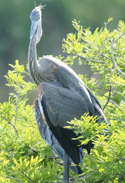 When you’re as stylish as a great blue heron, even hiding in the bushes turns into a runway show. Nature’s got nothing on these feathers. When you’re as stylish as a great blue heron, even hiding in the bushes turns into a runway show. Nature’s got nothing on these feathers.