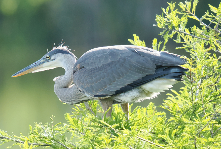Ready for a great blue heron selfie? This tall, elegant bird proves that sometimes nature’s best runway is a leafy branch. Ready for a great blue heron selfie? This tall, elegant bird proves that sometimes nature’s best runway is a leafy branch.