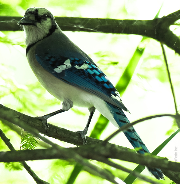 You haven’t truly been judged until a Blue Jay gives you side-eye. Bringing sass, style, and a pop of blue to the backyard runway! You haven’t truly been judged until a Blue Jay gives you side-eye. Bringing sass, style, and a pop of blue to the backyard runway!