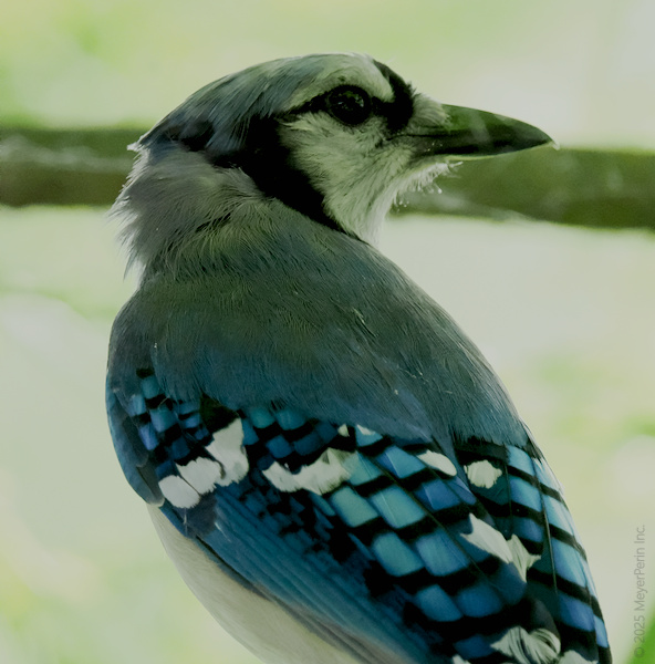 Ready for a pop of color? This blue jay isn’t just showing off—nature’s finest always brings its fashion A-game. Ready for a pop of color? This blue jay isn’t just showing off—nature’s finest always brings its fashion A-game.