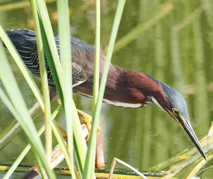 Caught in the act! This green heron is the master of stealth—proof that patience and a sharp eye always score the best catch. Caught in the act! This green heron is the master of stealth—proof that patience and a sharp eye always score the best catch.