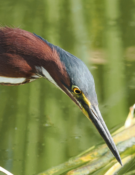 When the Green Heron gets focused, nothing escapes its gaze. Proof that patience (and a killer look) really is a virtue. When the Green Heron gets focused, nothing escapes its gaze. Proof that patience (and a killer look) really is a virtue.