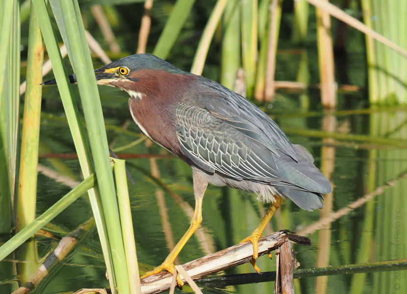 Blink and you’ll miss it: this Green Heron is all about that stealth game. Patient, poised, and ready to catch the spotlight (and maybe a fish or two). Blink and you’ll miss it: this Green Heron is all about that stealth game. Patient, poised, and ready to catch the spotlight (and maybe a fish or two).