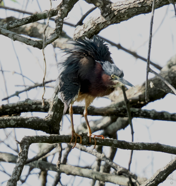Bad feather day? This green heron knows sometimes you just have to shake it off and strike a pose—nature’s runway is always open! Bad feather day? This green heron knows sometimes you just have to shake it off and strike a pose—nature’s runway is always open!