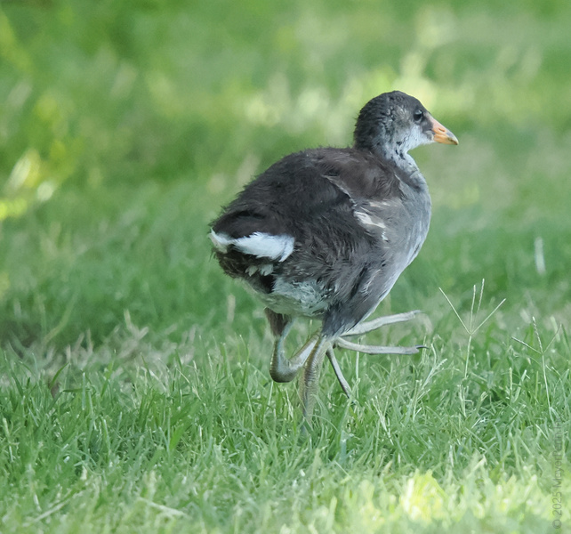 Ready, set, moorhen! This little feathered explorer is showing off its strut—because every adventure starts with a bold step (or two). Ready, set, moorhen! This little feathered explorer is showing off its strut—because every adventure starts with a bold step (or two).