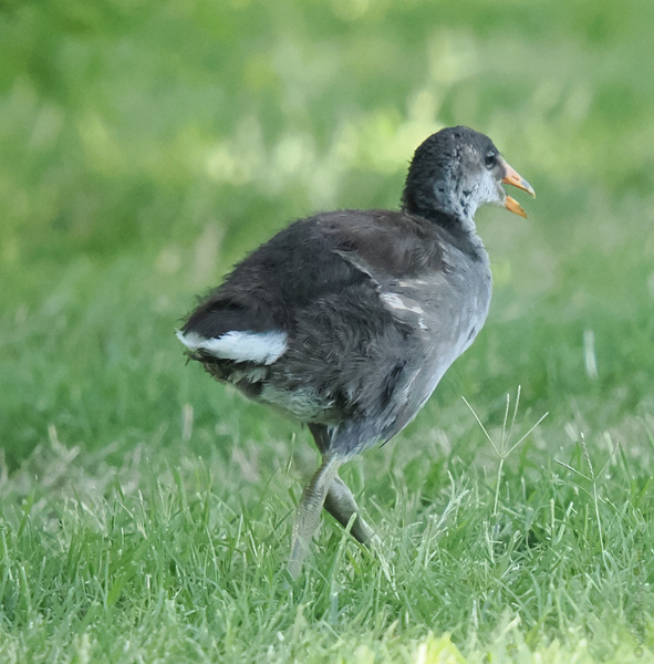 Caught mid-waddle! This young moorhen is strutting into the future—because life’s too short to walk in a straight line. Caught mid-waddle! This young moorhen is strutting into the future—because life’s too short to walk in a straight line.