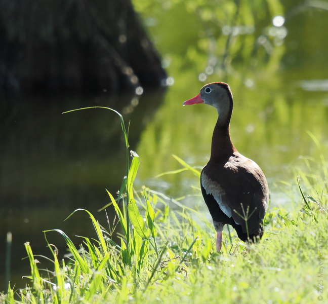 Did someone say runway? This black-bellied whistling duck is here to serve looks by the water—outfit: feathered, attitude: fabulous. Did someone say runway? This black-bellied whistling duck is here to serve looks by the water—outfit: feathered, attitude: fabulous.