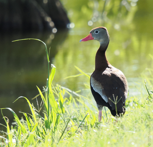 Check out this black-bellied whistling duck strutting like it owns the pond—proof that confidence is always in season.