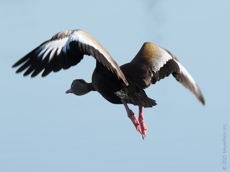 Ready for a fly-by surprise? This black-bellied whistling duck turns every landing into a runway moment—wings up, style on!