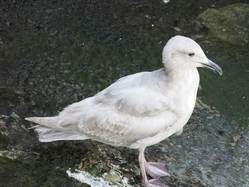 Who said seagulls can't rock a winter white look? This stylish seagull proves you don't need color to steal the shoreline spotlight. Who said seagulls can't rock a winter white look? This stylish seagull proves you don't need color to steal the shoreline spotlight.
