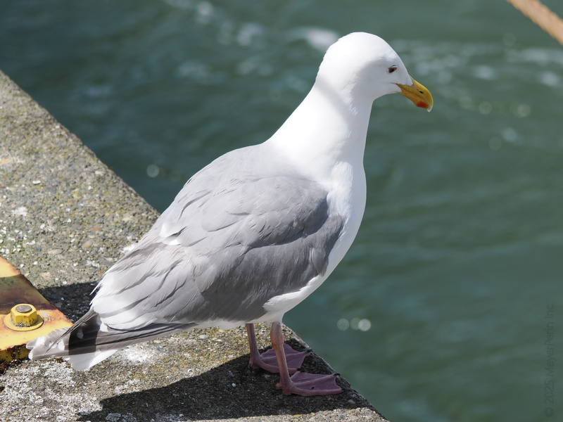 Caught you staring at the snack table again, seagull! This feathered foodie is always seconds away from a seaside bite—or stealing your fries. Caught you staring at the snack table again, seagull! This feathered foodie is always seconds away from a seaside bite—or stealing your fries.