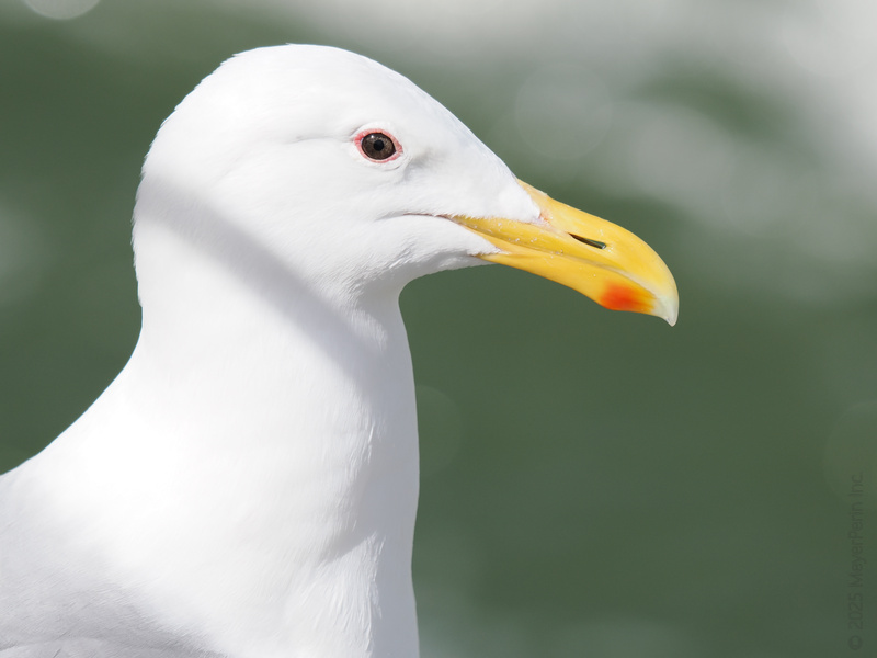 Ever been stared down by a seagull? This pro knows every snack within a mile—don’t say you weren’t warned. Beach etiquette, according to the real local. Ever been stared down by a seagull? This pro knows every snack within a mile—don’t say you weren’t warned. Beach etiquette, according to the real local.
