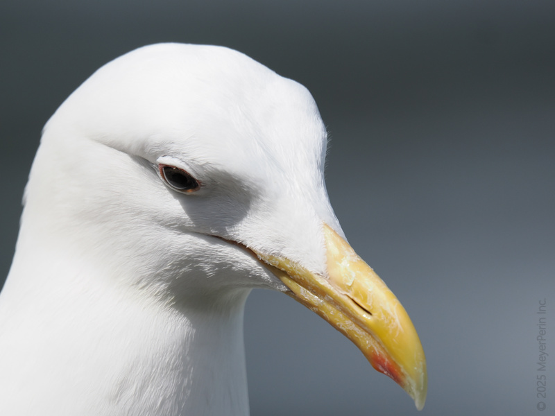 Caught you staring! This seagull knows a thing or two about stealing the spotlight—and maybe your fries. Keep your snacks close and your camera closer. Caught you staring! This seagull knows a thing or two about stealing the spotlight—and maybe your fries. Keep your snacks close and your camera closer.