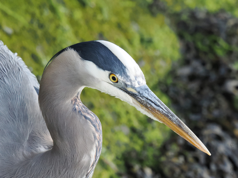 Caught staring? This Great Blue Heron invented the art of looking sharp while fishing for compliments—and dinner. Nature’s top model never misses a shot. Caught staring? This Great Blue Heron invented the art of looking sharp while fishing for compliments—and dinner. Nature’s top model never misses a shot.