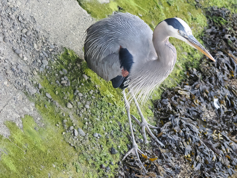 Ready for a runway moment? This Great Blue Heron proves you can strut your stuff anywhere—just add confidence and a hint of mossy green. Ready for a runway moment? This Great Blue Heron proves you can strut your stuff anywhere—just add confidence and a hint of mossy green.