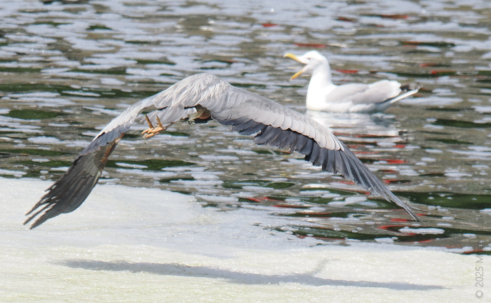 When the heron makes an exit, even the seagull has something to say. Sometimes you just have to spread your wings and let the critics squawk. When the heron makes an exit, even the seagull has something to say. Sometimes you just have to spread your wings and let the critics squawk.