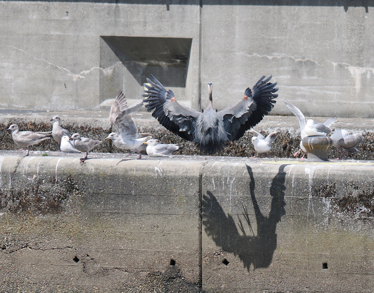 Make way, peasants—the heron’s arrived! When you know you’re a legend, you make your entrance unforgettable. Every bird show needs a star! Make way, peasants—the heron’s arrived! When you know you’re a legend, you make your entrance unforgettable. Every bird show needs a star!