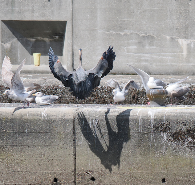 When the heron enters, even the gulls know it’s showtime. Wings up, confidence out—this dock just became a runway. When the heron enters, even the gulls know it’s showtime. Wings up, confidence out—this dock just became a runway.