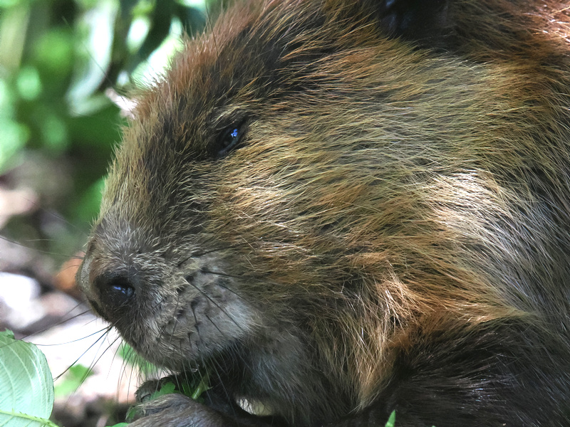 Ready for a close-up? This beaver knows the secret to a good hair day: plenty of leafy greens and zero stress about dam deadlines. Ready for a close-up? This beaver knows the secret to a good hair day: plenty of leafy greens and zero stress about dam deadlines.