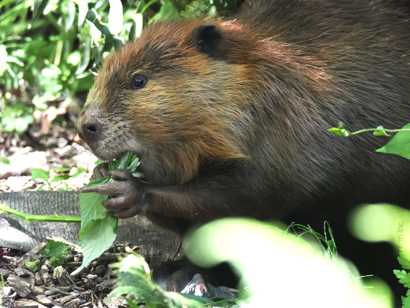 Who’s gnawing on the freshest greens in town? This beaver knows true gourmet when it sprouts from the forest floor—fine dining, woodland edition. Who’s gnawing on the freshest greens in town? This beaver knows true gourmet when it sprouts from the forest floor—fine dining, woodland edition.