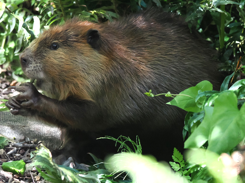 Caught snacking in the act! This beaver knows that a little leafy treat is the key to building the perfect dam—gotta fuel up for those home improvement projects. Caught snacking in the act! This beaver knows that a little leafy treat is the key to building the perfect dam—gotta fuel up for those home improvement projects.