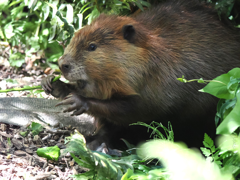 Did someone say snack break? This beaver’s got lunch covered—one stick at a time. Sometimes, the simple things really are the best. Did someone say snack break? This beaver’s got lunch covered—one stick at a time. Sometimes, the simple things really are the best.