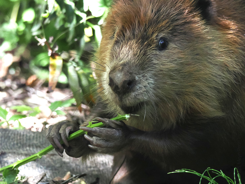Caught mid-snack! This beaver knows that great things start with a little nibble—especially when you’re building dreams one bite at a time. Caught mid-snack! This beaver knows that great things start with a little nibble—especially when you’re building dreams one bite at a time.