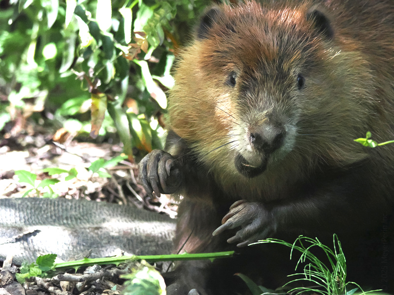 Caught in the act! This beaver is ready to share all the juicy gossip from the riverbank—if you bring the snacks. Caught in the act! This beaver is ready to share all the juicy gossip from the riverbank—if you bring the snacks.