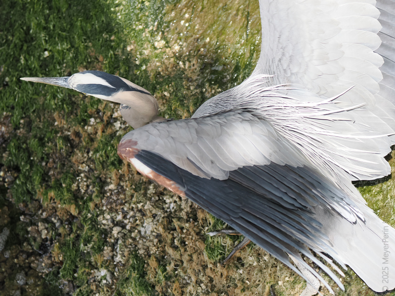 Stop, strike a pose! This Great Blue Heron knows every angle is its best angle—proving that nature's runway is always open for business. Stop, strike a pose! This Great Blue Heron knows every angle is its best angle—proving that nature's runway is always open for business.