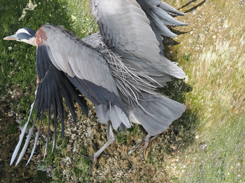 Catch me if you can! This Great Blue Heron is making a runway out of the riverbank—now that’s how you take off in style. Catch me if you can! This Great Blue Heron is making a runway out of the riverbank—now that’s how you take off in style.