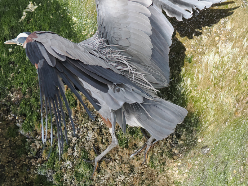 Wings up—Monday’s got nothing on this heron’s hustle. When life gets slippery, just flex those feathers and strut into your week! Wings up—Monday’s got nothing on this heron’s hustle. When life gets slippery, just flex those feathers and strut into your week!