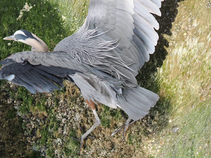 Ready for takeoff! This Great Blue Heron isn’t just winging it—it’s making a grand exit, fashioning those feathers like runway royalty. Ready for takeoff! This Great Blue Heron isn’t just winging it—it’s making a grand exit, fashioning those feathers like runway royalty.