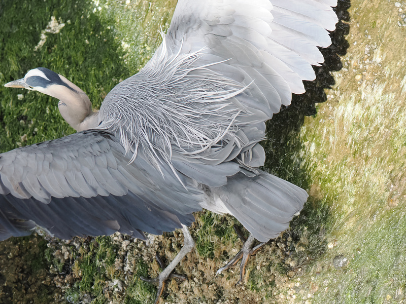 Winging it like a true style icon, the Great Blue Heron knows every angle is its best side. Grace in motion—nature’s runway model caught mid-strut! Winging it like a true style icon, the Great Blue Heron knows every angle is its best side. Grace in motion—nature’s runway model caught mid-strut!